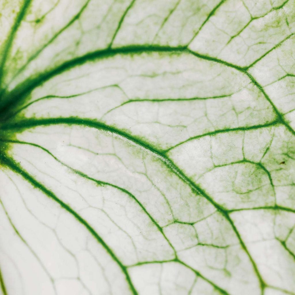 YH5BAEAAAAALAAAAAABAAEAAAIBRAA7